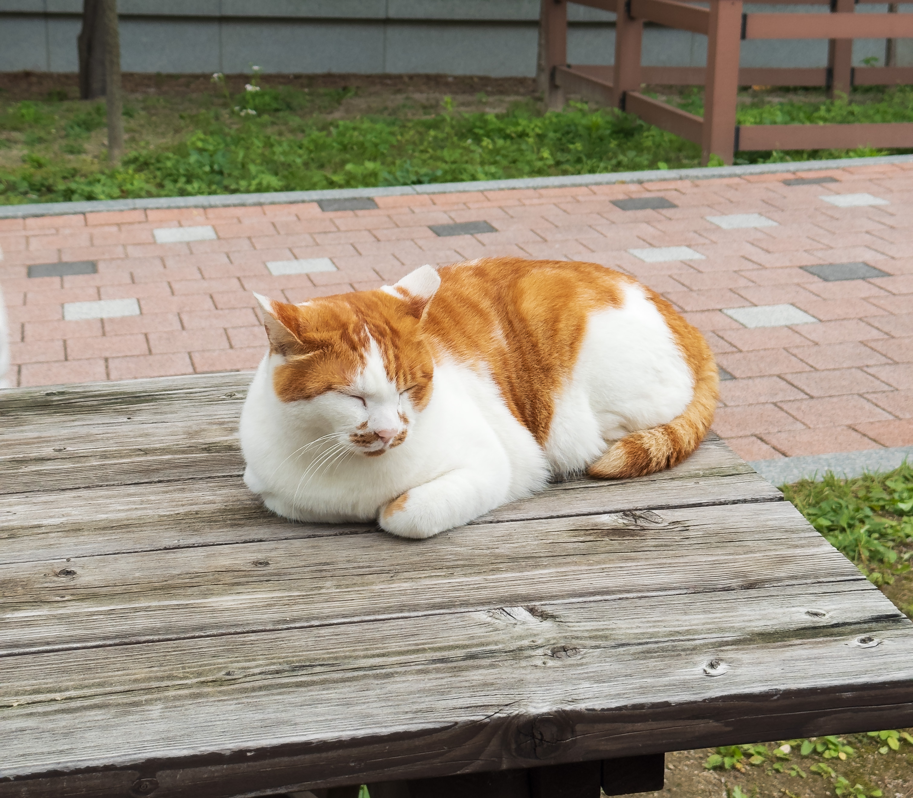 2025 Fall SSP Members - Image 12